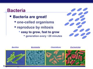 Regents Biology
Bacteria
 Bacteria are great!
 one-celled organisms
 reproduce by mitosis
 easy to grow, fast to grow
 generation every ~20 minutes
 