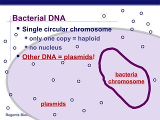 Regents Biology
Bacterial DNA
 Single circular chromosome
 only one copy = haploid
 no nucleus
 Other DNA = plasmids!
bacteria
chromosome
plasmids
 