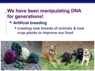 Regents Biology
We have been manipulating DNA
for generations!
 Artificial breeding
 creating new breeds of animals & new
crop plants to improve our food
 