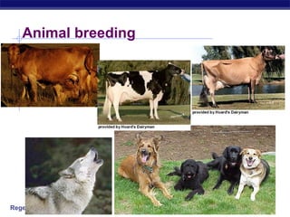 Regents Biology
Animal breeding
 