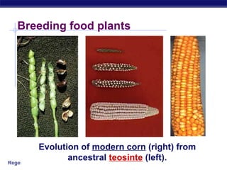 Regents Biology
Breeding food plants
Evolution of modern corn (right) from
ancestral teosinte (left).
 