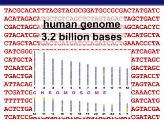 Regents Biology
TACGCACATTTACGTACGCGGATGCCGCGACTATGATC
ACATAGACATGCTGTCAGCTCTAGTAGACTAGCTGACT
CGACTAGCATGATCGATCAGCTACATGCTAGCACACYC
GTACATCGATCCTGACATCGACCTGCTCGTACATGCTA
CTAGCTACTGACTCATGATCCAGATCACTGAAACCCTA
GATCGGGTACCTATTACAGTACGATCATCCGATCAGAT
CATGCTAGTACATCGATCGATACTGCTACTGATCTAGC
TCAATCAAACTCTTTTTGCATCATGATACTAGACTAGC
TGACTGATCATGACTCTGATCCCGTAGATCGGGTACCT
ATTACAGTACGATCATCCGATCAGATCATGCTAGTACA
TCGATCGATACTGCTACTGATCTAGCTCAATCAAACTC
TTTTTGCATCATGATACTAGACTAGCTGACTGATCATG
ACTCTGATCCCGTAGATCGGGTACCTATTACAGTACGA
TCATCCGATCAGATCATGCTAGTACATCGATCGATACT
human genome
3.2 billion bases
 
