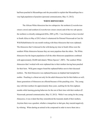 3
had been poached in Mozambique and she proceeded to explain that Mozambique has a
very high population of poachers (personal communication, May 15, 2012).
WHITE RHINOCEROS
The African White rhinoceros has two subspecies: the northern (Ceratotherium
simum cottoni) and southern (Ceratotherium simum simum) and of the two sub species
the northern is critically endangered (Ellis, 2005, p.99). I was fortunate to have traveled
to South Africa in May of 2012 where I volunteered for Petronel Nieuwoudt at Care for
Wild Rehabilitation for one month working with three rhinoceros that were orphaned.
The rhinoceros that I witnessed in the wild during my time in South Africa were the
southern White rhinoceros because they are more populous than the others. The White
rhinoceros has the largest population of all the other rhinoceros populations combined
with approximately 20,600 individuals (“Rhino Species”, 2007). The southern White
rhinoceros that I worked with were orphaned due to their mothers having been poached
for their horn. Wild game rangers found the orphaned babies next to their deceased
mothers. The third rhinoceros was orphaned because an elephant had trampled her
mother. Poaching is a threat not only for the adult rhinoceros but for their babies as well;
future generations of rhinoceros are effected because of this poaching crisis. The young
stay with their mothers for approximately three years, suckling for the first eighteen
months while learning grazing behaviors for the rest of their time with their mothers (P.
Nieuwoudt, personal communication, May 15, 2012). While I was caring for the young
rhinoceros, it was evident that they remembered the traumatic death of their mothers.
Anytime there was a gunshot, whether a tranquilizer or dart gun, they reacted negatively
by whining. When darting an animal in the compound in order to move them into a
 