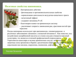 Полезные свойства шиповника. 
- бактерицидное действие 
- фитонцидные и противовоспалительные свойства 
- нормализация деятельности желудочно-кишечного тракта 
- мочегонный эффект 
- содержит витамины Р и К 
- благотворно влияет на кровеносную систему 
- увеличивает скорость заживления ран, срастания костей при 
переломе 
Плоды шиповника используют при авитаминозах, гиповитаминозах и 
различных заболеваниях связанных с нехваткой витамина С. Как известно, под 
воздействием аскорбиновой кислоты со стенок сосудов счищается вредный 
холестерин, что является отличной профилактикой атеросклероза. 
Укрепляются капилляры и мелкие кровеносные сосуды, мобилизуются 
защитные силы организма в борьбе с различными инфекциями (даже таким 
серьезными как коклюш, скарлатина, пневмония, дифтерия). 
 