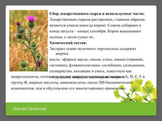 Сбор лекарственного сырья и используемые части: 
Лекарственным сырьем расторопши, главным образом, 
являются семена (иногда корни). Семена собирают в 
конце августа – начале сентября. Корни выкапывают 
осенью, а затем сушат их. 
Химический состав: 
Экстракт семян молочного чертополоха содержит 
жирное 
масло, эфирное масло, смолы, слизь, амины (тирамин, 
гистамин), флаваноллигнаны -силибинин, силидианин, 
силикристин, входящие в смесь, известную как 
натуральное вещество силимарин, макро- и 
. 
микроэлементы, почти всю группу жирорастворимых витаминов A, D, Е, F и 
группу В, жирные кислоты, аминокислоты, около 200 биохимических 
компонентов, чем и обусловлено его многостороннее применение. 
 