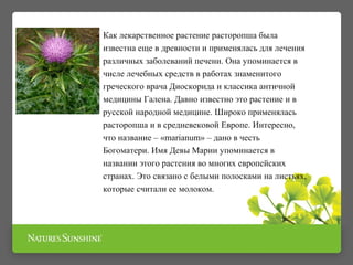 Как лекарственное растение расторопша была 
известна еще в древности и применялась для лечения 
различных заболеваний печени. Она упоминается в 
числе лечебных средств в работах знаменитого 
греческого врача Диоскорида и классика античной 
медицины Галена. Давно известно это растение и в 
русской народной медицине. Широко применялась 
расторопша и в средневековой Европе. Интересно, 
что название – «marianum» – дано в честь 
Богоматери. Имя Девы Марии упоминается в 
названии этого растения во многих европейских 
странах. Это связано с белыми полосками на листьях, 
которые считали ее молоком. 
 