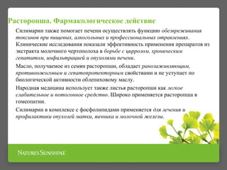 Расторопша. Фармакологическое действие 
Силимарин также помогает печени осуществлять функцию обезвреживания 
токсинов при пищевых, алкогольных и профессиональных отравлениях. 
Клинические исследования показали эффективность применения препаратов из 
экстракта молочного чертополоха в борьбе с циррозом, хроническим 
гепатитом, инфильтрацией и опухолями печени. 
Масло, получаемое из семян расторопши, обладает ранозаживляющим, 
противоожоговым и гепатопротекторным свойствами и не уступает по 
биологической активности облепиховому маслу. 
Народная медицина использует также листья расторопши как легкое 
слабительное и потогонное средство. Широко применяется расторопша в 
гомеопатии. 
Силимарин в комплексе с фосфолипидами применяется для лечения и 
профилактики опухолей матки, яичника и молочной железы. 
 