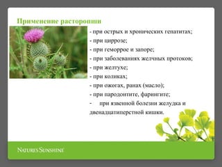 Применение расторопши 
- при острых и хронических гепатитах; 
- при циррозе; 
- при геморрое и запоре; 
- при заболеваниях желчных протоков; 
- при желтухе; 
- при коликах; 
- при ожогах, ранах (масло); 
- при пародонтите, фарингите; 
- при язвенной болезни желудка и 
двенадцатиперстной кишки. 
 