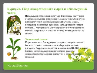 Куркума. Сбор лекарственного сырья и используемые 
части 
Используют корневища куркумы. В продажу поступают 
отдельно округлые корневища (Curcuma rotunda) и куски 
цилиндрических боковых побегов (Curcuma longa), 
последние и являются основным коммерческим сортом 
куркумы. Корневище и ответвления от него очищают от 
корней, погружают в кипяток и сразу же высушивают на 
солнце. 
Химический состав: 
Корневища и стебли куркумы содержат эфирное масло, 
богатое сесквитерпенами – цингиберенами; желтые 
пигменты (куркумин, пентозаны, витамины В1, В2), а также 
биотин, никотиновую и пантотеновую кислоты, 
флавоновые производные кверцетин и изокверцетин, 
крахмал. 
 
