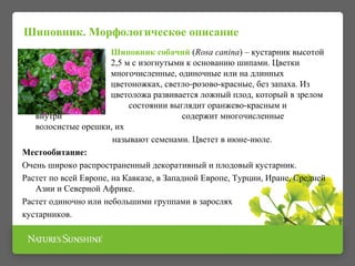 Шиповник. Морфологическое описание 
Шиповник собачий (Rosa canina) – кустарник высотой 
1- 2,5 м с изогнутыми к основанию шипами. Цветки 
многочисленные, одиночные или на длинных 
цветоножках, светло-розово-красные, без запаха. Из 
цветоложа развивается ложный плод, который в зрелом 
состоянии выглядит оранжево-красным и 
внутри содержит многочисленные 
волосистые орешки, их 
называют семенами. Цветет в июне-июле. 
Местообитание: 
Очень широко распространенный декоративный и плодовый кустарник. 
Растет по всей Европе, на Кавказе, в Западной Европе, Турции, Иране, Средней 
Азии и Северной Африке. 
Растет одиночно или небольшими группами в зарослях 
кустарников. 
 