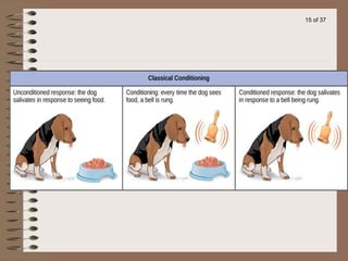 30 Conditioned reflex activity_50d76961c784233ac88e667da6a6fab4.ppt