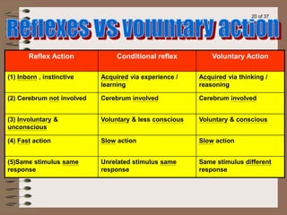 Example Conditional Reflex 30 Conditioned reflex activity_50d76961c784233ac88e667da6a6fab4.ppt