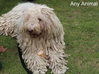 Any Animal 
 