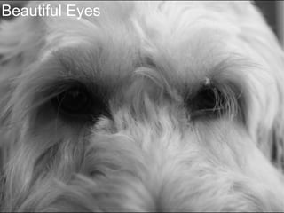Beautiful Eyes 
 