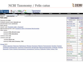 NCBI Taxonomy / Felis catus
 
