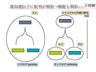 既知遺伝子に配列が類似→機能も類似既知遺伝子に配列が類似→機能も類似だろう
時間
パラログ paralog オーソログ ortholog
ヒト サル
時間
ヒトとサルの共通の祖先ヒト
 