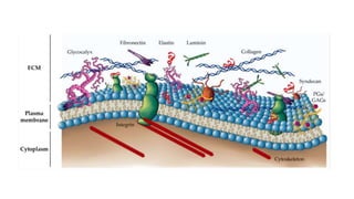 The Human Cell - Cell Migration Class - Topic | PPTX