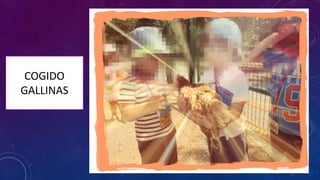 COGIDO
GALLINAS
 