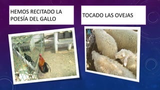 HEMOS RECITADO LA
POESÍA DEL GALLO
TOCADO LAS OVEJAS
 