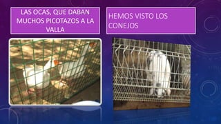 LAS OCAS, QUE DABAN
MUCHOS PICOTAZOS A LA
VALLA
HEMOS VISTO LOS
CONEJOS
 