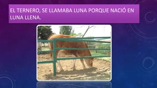 EL TERNERO, SE LLAMABA LUNA PORQUE NACIÓ EN
LUNA LLENA.
 