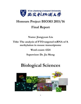 1
Honours Project BIO303 2015/16
Final Report
Name: Jiangyuan Liu
Title: The analysis of FTO-targeted mRNA m6
A
methylation in mouse transcriptome
Word count: 4324
Supervisor: Dr. Jia Meng
Biological Sciences
 