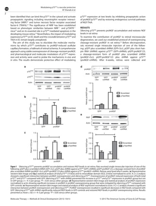 2
Modulating p75NTR
is vascular protective
AY Shanab et al.
Molecular Therapy — Methods & Clinical Development (2015) 15013 © 2015 The American Society of Gene & Cell Therapy
been identified that can bind the p75ICD
in the cytosol and activate
proapoptotic signaling including neurotrophin receptor interact-
ing factor (NRIF)21
and tumor necrosis factor receptor associated
­factor-6 (TRAF6).22
The significance of NRIF has been established
based on phenotypic similarities between NRIF–/–
and p75NTR–/–
mice23
and on its essential role in p75NTR
-mediated apoptosis in the
developing mouse retina.24
Nevertheless, the impact of modulating
expression p75NTR
on EC death and the crosstalk between p75NTR
and
TrkA in EC remain largely unexplored.
The aim of this study was to elucidate the molecular mecha-
nisms by which p75NTR
contributes to proNGF-induced acellular
capillary formation, a hallmark of retinal ischemia. A comprehensive
approach using stable overexpression of cleavage-resistant proNGF,
and pharmacological and molecular modulators of p75NTR
expres-
sion and activity were used to probe the mechanisms in vivo and
in vitro. The results demonstrate protective effect of modulating
p75NTR
expression at two levels: by inhibiting proapoptotic action
of proNGF/p75NTR
and by restoring endogenous survival pathways
of NGF/TrkA.
RESULTS
Silencing p75NTR
prevents proNGF accumulation and restores NGF
levels in rat retina
To examine the contribution of proNGF to retinal microvascular
degeneration, we used our established protocol of overexpressing
cleavage-resistant proNGF in rat retina.18
Before ­electroporation,
rats received single intraocular injection of one of the follow-
ing: pGFP plus scrambled shRNA (GFP+Scr), pGFP plus short hair-
pin RNA (shRNA) against p75NTR
(GFP+shRNA); pGFP-proNGF123,
a ­cleavage-resistant form of proNGF plus scrambled shRNA
(proNGF+Scr); pGFP-proNGF123 plus shRNA against p75NTR
(proNGF+shRNA). After 6-weeks, retinas were collected and
Figure1  Silencing p75NTR
prevents proNGF accumulation and restores NGF levels in rat retina. Rats received single intraocular injection of one of the
following: pGFP plus scrambled shRNA (GFP+Scr), pGFP plus shRNA against p75NTR
(GFP+shRNA); pGFP-proNGF123, a cleavage-resistant form of proNGF
plus scrambled shRNA (proNGF+Scr); pGFP-proNGF123 plus shRNA against p75NTR
(proNGF+shRNA). Retinas were lysed after 6 weeks. (a) Representative
western blot image and (b,c) statistical analysis of total p75NTR
(75 kDa) and its intracellular domain (ICD, 25 kDa) normalized to actin. A 2 × 2 analysis
showed a significant interaction between proNGF overexpression and silencing p75NTR
. Overexpression of proNGF induced expression of both total
p75NTR
and p75ICD
compared with GFP. Silencing p75NTR
with shRNA prevented the increase in p75NTR
and p75ICD
expression in proNGF group but not
in GFP group. n = 4–5 per group, *P < 0.05 versus other groups. (d) Representative western blot image and statistical analysis of proNGF expression
normalized to actin showing significant increases in proNGF in proNGF overexpressing group that were mitigated by silencing p75NTR
compared with
GFP controls. (e) Representative western blot images and statistical analysis of NGF expression normalized to actin. A 2 × 2 analysis showed a significant
interaction between proNGF overexpression and silencing p75NTR
. ProNGF overexpression resulted in significant decreases in NGF levels compared with
GFP. Silencing p75NTR
with shRNA significantly reduced NGF levels in GFP-controls and restored NGF levels in proNGF overexpressing retina. Results
presented as mean ± SD. n = 4–5 per group. *P < 0.05 versus other groups.
GFP
+Scr
p75NTR
p75ICD
Actin
proNGF
Actin
NGF
2.5
2.0
1.5
1.0
0.5
0.0
Actin
1.5
1.0
RetinalproNGF/actin
0.5
0.0
GFP proNGF
GFP proNGF
2.0
1.5
1.0
Retinalp75NTR
/actin
0.5
0.0
GFP proNGF
1.5
1.0
RetinalICD/actin
RetinalNGF/actin
0.5
0.0
GFP proNGF
Scrambled
*
*
*
*
p75shRNA
Scrambled
p75shRNA
Scrambled
p75shRNA
Scrambled
p75shRNA
proNGF
+Scr
GFP
+shRNA
proNGF
+shRNA
GFP
+Scr
proNGF
+Scr
GFP
+shRNA
proNGF
+shRNA
GFP
+Scr
proNGF
+Scr
GFP
+shRNA
proNGF
+shRNA
a
b
c
d
e
 