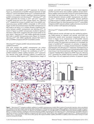 3
Modulating p75NTR
is vascular protective
AY Shanab et al.
Molecular Therapy — Methods & Clinical Development (2015) 15013© 2015 The American Society of Gene & Cell Therapy
examined to verify proNGF and p75NTR
expression. As shown in
Figure 1a, overexpression of proNGF induced expression of both
total p75NTR
and its intracellular domain (p75ICD
) compared with GFP-
control. A 2 × 2 analysis showed a significant interaction between
proNGF overexpression and silencing p75NTR
. Silencing p75NTR
with
shRNA prevented the increase in p75NTR
and p75ICD
expression
in proNGF group but not in GFP controls (Figure  1b,c). Silencing
p75NTR
mitigated the increase in proNGF level in the proNGF-over-
expressing group (proNGF+shRNA) comparable to GFP-controls
(Figure 1d).We next examined impact of proNGF overexpression on
NGF levels in rat retina. A 2 × 2 analysis showed a significant inter-
action between proNGF overexpression and silencing p75NTR
. As
shown in Figure 1e, proNGF overexpression resulted in significant
decreases in NGF levels compared with GFP-control similar to our
prior report.18
Silencing p75NTR
with shRNA significantly increased
NGF levels in proNGF overexpressing retina (Figure 1e). However,
silencing p75NTR
with shRNA significantly reduced NGF levels in
GFP+p75shRNA compared with GFP+Scrambled controls.
Silencing p75NTR
mitigates proNGF-induced retinal acellular
capillaries formation
Prior work showed that proNGF overexpression can induce
formation of acellular capillaries,18
a surrogate marker for reti-
nal microangiopathy.25
To dissect the contribution of p75NTR
in
­proNGF-mediated acellular capillary formation, p75NTR
expression
was silenced using single intravitreal delivery of lentiviral par-
ticles containing shRNA against p75NTR
. Representative images of
periodic acid–Schiff and hematoxylin stained, trypsin-digested,
and flat-mounted retinas show acellular capillaries (arrows) identi-
fied as capillary-sized vessel tubes having no nuclei anywhere along
their length (see typical example in Figure 2f). 2 × 2 way analysis
showed interaction between proNGF overexpression and silenc-
ing p75NTR
. Overexpression of GFP-proNGF induced significant
(1.9-fold) increase in acellular capillaries compared with the control
­GFP-plasmid (Figure 2e). Silencing expression of p75NTR
using shRNA
mitigated proNGF-induced acellular-capillary formation but did not
alter the number in GFP-plasmid control group.
Silencing p75NTR
mitigates proNGF-induced apoptotic markers in
vivo
ProNGF-induced vascular cell death was also verified by perform-
ing TUNEL-staining on digested and periodic acid–Schiff and
hematoxylin stained retina vasculature (trypsinized retinas). As
shown in (Figure  3a–d), overexpression of GFP-proNGF induced
numerous TUNEL-positive cells in retinal vasculature compared
with ­GFP-control. This observation prompted us to investigate the
impact of proNGF/p75NTR
expression on activation of apoptotic
signals in retina lysate. 2 × 2 analysis showed interaction of proNGF
overexpression and silencing p75NTR
expression. Overexpression of
GFP-proNGFinducedtwofoldincreaseinthephosphorylationofthe
stress kinase C-Jun N-terminal kinase (JNK; Figure 3e) and 1.6-fold
in cleaved- PolyAdp-Ribose Polymerase (PARP; Figure 3f). Silencing
p75NTR
prevented the proNGF-induced numerous ­TUNEL-positive
nuclei (Figure 3d) and suppressed activation of apoptotic signals
Figure 2  Silencing p75NTR
mitigates acellular capillaries in proNGF-overexpression model. After 6 weeks of intraocular injection, retina vasculature
was isolated using trypsin digest and stained with periodic acid–Schiff hematoxylin showing acellular capillaries. Representative images of trypsin
digested retinas are shown for (a) GFP+Scr, (b) GFP+p75shRNA, (c) proNGF+Scr, and (d) proNGF+p75shRNA. Red arrows indicate acellular capillaries.
(e) A 2 × 2 analysis showed a significant interaction between proNGF overexpression and silencing p75NTR
. Overexpression of proNGF induced a
significant increase of acellular capillaries compared with GFP-controls. These effects were mitigated by silencing of p75NTR
. Results presented as
mean ± SD. n = 6 per group. *P < 0.05 versus other groups. (f) A typical acellular capillary identified as capillary-sized vessel tubes having no nuclei
anywhere along their length.
GFP+Scr
50 µm 50 µm
50 µm 50 µm
GFP+p75shRNA
GFP proNGF
Scrambled
*
p75shRNA
15
10
Retinalacellularcapillaries/mm2
5
0
proNGF+Scr proNGF+p75shRNA
a b
f
e
c d
 