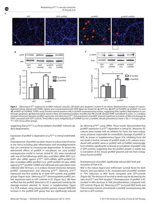 4
Modulating p75NTR
is vascular protective
AY Shanab et al.
Molecular Therapy — Methods & Clinical Development (2015) 15013 © 2015 The American Society of Gene & Cell Therapy
suggesting that p75NTR
is a critical mediator of proNGF-induced cap-
illary degeneration.
Expression of proNGF is dependent on p75NTR
in retinal endothelial
cells
Overexpression of proNGF has been shown to induce triad of events
in the retina including glial inflammation and neurodegeneration
that can contribute to microvascular degeneration. To dissect the
detrimental effects of proNGF in vasculature, we used proNGF
overexpression model in human retinal EC. ECs were transduced
with one of the followings: pGFP plus scrambled siRNA (GFP+Scr),
pGFP plus siRNA against p75NTR
(GFP+siRNA); pGFP-proNGF123,
plus scrambled siRNA (proNGF+Scr); pGFP-proNGF123 plus siRNA
against p75NTR
(proNGF+siRNA) and cell lysate and supernatant were
collected after 48 hours. 2 × 2 analysis showed interaction between
proNGF overexpression and silencing p75NTR
. Silencing p75NTR
expression was first verified by in both GFP-controls and proNGF
groups (Figure 4a,b). Silencing p75NTR
downregulated proNGF pro-
tein expression back to GFP controls in EC (Figure 4a,c). We have
verified that the proNGF detected in EC is expressed mainly by the
cleavage-resistant plasmid. As shown in Supplementary Figure
S1a, PCR analysis using mouse proNGF primers showed 4000-fold
increase in the proNGF-GFP group that was significantly reduced
by silencing p75NTR
using siRNA. These results demonstrated that
proNGF expression is p75NTR
dependent in retinal EC. Moreover, EC
cultures were treated with an inhibitor for Furin, the main endog-
enous protease responsible for intracellular cleavage of proNGF to
NGF. As shown in Supplementary Figure S1b, inhibiting Furin did
not result in further increase of proNGF levels in EC cultures trans-
duced with proNGF alone or proNGF with p75siRNA. Interestingly,
furin inhibitor significantly increased accumulation of proNGF only
in GFP-controls, suggesting that the proNGF protein is mainly due
to translation of the mouse proNGF plasmid and not from endog-
enous human proNGF.
Overexpression of proNGF significantly reduces NGF level and
activation of TrkA in EC
NGF is the mature ligand and well-known survival factor for both
neurons and vasculature. In EC, overexpression of proNGF resulted
in 75% reduction in NGF levels compared with GFP-controls
(Figure 4d).The decision of survival or death may be dictated by the
ratio of p75NTR
and TrkA receptor.26
Overexpression of proNGF in EC
resulted in 60% decrease in TrkA phosphorylation, compared with
GFP-controls (Figure 4e). Silencing p75NTR
increased NGF levels and
TrkA activation back to normal levels in proNGF overexpressing cells
but not in GFP-controls.
Figure 3  Silencing p75NTR
suppresses proNGF-induced vascular cell death and apoptotic marker in rat retina. Representative images of ­trypsin-
digested retinas stained withTUNEL (green) and counterstained with DAPI (blue) are shown for (a) GFP+Scr, (b) GFP+p75shRNA, (c) proNGF+Scr, and
(d) proNGF+p75shRNA. TUNEL assay showed several positive cells in proNGF-overexpressing retinas, suggesting that capillary degradation occurs
through apoptosis. (e) Representative western blots and statistical analysis of pJNK and JNK and (f) cleaved-PARP normalized to actin. 2 × 2 analysis
showed interaction between proNGF expression and silencing p75NTR
. Overexpression of proNGF induced significant activation of JNK and cleavage of
PARP compared with GFP-controls.These effects were mitigated by p75shRNA but not scrambled. Results presented as mean ± SD. n = 4–6 per group.
*P < 0.05 versus other groups.
GFP
a
e f
b c d
pJNK
JNK
GFP
+Scr
0.5
0.4
0.3
0.2
Retinalp-JNK/totalJNK
0.1
0.0
GFP proNGF
* *
GFP
+shRNA
proNGF
+shRNA
proNGF
+Scr
C-PARP
Actin
GFP
+Scr
GFP
+shRNA
p75shRNA
Scrambled
p75shRNA
Scrambled
1.5
1.0
RetinalC-PARP/actin
0.5
0.0
proNGF
+shRNA
proNGF
+Scr
GFP proNGF
proNGF+shRNAGFP+shRNA proNGF
 