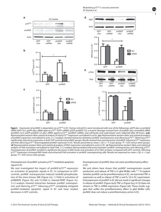 5
Modulating p75NTR
is vascular protective
AY Shanab et al.
Molecular Therapy — Methods & Clinical Development (2015) 15013© 2015 The American Society of Gene & Cell Therapy
Overexpression of proNGF activates p75NTR
-mediated apoptotic
signal in EC
We next investigated the impact of proNGF/p75NTR
expression
on activation of apoptotic signals in EC. In comparison to GFP-
controls, proNGF overexpression induced twofold phosphoryla-
tion of the stress kinase JNK (Figure 5a), 1.7-fold in activation of
p38MAPK (Figure  5b) and 2.2-fold in cleaved-PARP (Figure  5c).
2 × 2 analysis showed interaction between proNGF overexpres-
sion and silencing p75NTR
. Silencing p75NTR
completely mitigated
proNGF-mediated apoptotic signal in EC and have modest
decreases in GFP-controls.
Overexpression of proNGF does not exert proinflammatory effect
in EC
We and others have shown that proNGF overexpression caused
production and release of TNF-α in glial Müller cells.12,17
To explore
whether proNGF can be proinflammatory in EC, we examined­TNF-α
expression as well as release of TNF-α and IL-1β in EC supernatant.
Overexpression of proNGF in EC did not result in significant changes
in release of proNGF (Figure 6a,b) TNF-α (Figure 6a,c) IL1β (data not
shown) or TNF-α mRNA expression (Figure 6d). These results sug-
gest that unlike the proinflammatory effect in glial Müller cells,
proNGF does not induce a proinflammatory action in EC.
Figure4  Expression of proNGF is dependent on p75NTR
in EC. Human retinal ECs were transduced with one of the followings: pGFP plus scrambled
siRNA (GFP+Scr), pGFP plus siRNA against p75NTR
(GFP+siRNA); pGFP-proNGF123, a mutant cleavage resistant form of proNGF, plus scrambled siRNA
(proNGF+Scr); pGFP-proNGF123 plus siRNA against p75NTR
(proNGF+siRNA), and cell lysate and supernatant were collected after 48 hours. (a,b)
Representative western blots statistical analysis of total p75NTR
expression normalized to actin. (a,c) Representative western blots and statistical analysis
of proNGF expression normalized to actin. 2 × 2 analysis showed interaction between proNGF overexpression and silencing p75NTR
. Silencing p75NTR
significantly reduced its expression in both GFP-controls and proNGF-groups. Results showed that overexpression of proNGF induced p75NTR
expression
and that silencing p75NTR
downregulated proNGF expression in EC. Results presented as mean ± SD. n = 5–6 per group. *P < 0.05 versus other groups.
(d) Representative western blots and statistical analysis of NGF expression normalized to actin in EC. (e) Representative western blots and statistical
analysis of TrkA activation normalized to total TrkA. 2 × 2 analysis demonstrated interaction between proNGF overexpression and silencing p75NTR
.
Overexpression of proNGF resulted in significant decreases in NGF levels and activation of its TrkA receptor compared with GFP-controls. Silencing
p75NTR
expression increased NGF levels and enhanced TrkA activation in proNGF overexpressing cells. Results are expressed as mean ± SD. n = 5 per
group. *P < 0.05 versus other groups.
GFP
+Scr
p75NTR
proNGF
Actin
proNGF
+Scr
GFP
+siRNA
EC-lysates
proNGF
+siRNA
GFP
+Scr
0.8
0.6
NGF/actininEC
0.4
0.2
0.4
0.3
0.2
p75NTR
/actininEC
0.1
0.0
0.0
GFP proNGF
GFP proNGF
0.4
1.5 *
*
*
*
1.0
p-TrkA/Trk-actininEC
0.5
0.0
0.3
0.2
proNGF/actininEC
0.1
0.0
GFP proNGF GFP proNGF
Scr
siRNA
Scr
siRNA
proNGF
+Scr
GFP
+siRNA
proNGF
+siRNA
GFP
+Scr
pTrkA
NGF
Actin
TrkA
proNGF
+Scr
GFP
+siRNA
proNGF
+siRNA
a d
e
b
c
 
