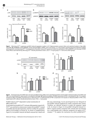 6
Modulating p75NTR
is vascular protective
AY Shanab et al.
Molecular Therapy — Methods & Clinical Development (2015) 15013 © 2015 The American Society of Gene & Cell Therapy
ProNGF induces p75NTR
-dependent nuclear translocation of ­
NRIF-p75ICD in EC
ToelucidatehowproNGF/p75NTR
activatesJNKapoptoticsignalinEC,
P75NTR
, we switched to using human mutant (hm-proNGF)12
instead
of proNGF-plasmid electroporation. We first verified the apoptotic
effects of hm-proNGF on human EC. As shown in Supplementary
Figure S2, hm-proNGF induced cell death assessed by a death and
life assay. Interestingly, 10, 20, and 50 ng/ml but not 100 ng/ml of
hm-proNGF induced significant EC death compared with control.
Therefore, we selected 50 ng/ml to probe the apoptotic signal
in EC. As shown in Figure 7a, hm-proNGF (50 ng/ml) induced 2.5-
fold in caspase-activity compared with controls that was blunted
by a small peptide and a selective antagonist (A) against p75NTR
receptor.17,27
To explore the mechanism by which proNGF/p75NTR
Figure 5  Silencing p75NTR
suppresses proNGF-induced apoptotic markers in EC. Representative western blots and statistical analysis of (a) pJNK,
total JNK, (b) pP38MAPK, total p38MAPK, and (c) cleaved-PARP (C-PARP), actin in EC lysates. 2 × 2 way analysis showed interaction between proNGF
overexpression and silencing p75NTR
. Overexpression of proNGF induced EC apoptosis evident by activation of JNK, p38MAPK, and cleavage of PARP.
These effects were blunted by silencing p75NTR
. Results presented as mean ± SD. n = 4–6 per group. *P < 0.05 versus other groups.
GFP
+Scr
0.6 0.5 0.15
0.10
0.05
0.00
0.4
0.3
p-p38MAPK/totalp38MAPKinEC
Cleaved-PARP/actininEC
0.2
0.1
0.0
0.4
pJNK/totalJNKinEC
0.2
0.0
pJNK
JNK
p-p38MAPK
p38MAPK
C-PARP
Actin
proNGF
+Scr
GFP
+siRNA
proNGF
+siRNA
*
*
*
siRNA
GFP proNGF GFP proNGF GFP proNGF
Scr
GFP
+Scr
proNGF
+Scr
GFP
+siRNA
proNGF
+siRNA
GFP
+Scr
proNGF
+Scr
GFP
+siRNA
proNGF
+siRNA
a b c
Figure6  Overexpression of proNGF does not exert proinflammatory effect in EC. (a–c) Representative western blots statistical analysis of proNGF and
TNF-α of concentrated EC-supernatants normalized to BSA-IgG. (d) Statistical analysis of mRNA expression of TNF-α normlaized to 18S. 2 × 2 analysis
showed no effect of proNGF overexpression or silencing p75NTR
on altering levels of TNF-α expression in EC lysates or released proNGF or TNF-α into
supernatant of EC cultures. Results presented as mean ± SD. n = 4 per group.
EC supernatants
proNGF
GFP
+Scr
proNGF
+Scr
GFP
+siRNA
proNGF
+siRNA
proNGFGFP
proNGFGFP proNGFGFP
Scr
siRNA
1.5
1.0
TNF-αinECsupernatants
0.5
2.0
1.5
200
150
100
50
0
1.0
proNGFinECsupernatants
TNF-α/18SinEC
0.5
0.0
0.0
TNF-α
a c
b d
 