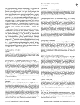 9
Modulating p75NTR
is vascular protective
AY Shanab et al.
Molecular Therapy — Methods & Clinical Development (2015) 15013© 2015 The American Society of Gene & Cell Therapy
and results showed that inhibiting furin resulted in accumulation of
proNGF levels only in GFP-controls but not in GFP-proNGF express-
ing cells (Supplementary Figure S1b). These results confirmed that
the detected proNGF protein is primarily coming from the exog-
enous non-cleavable proNGF-plasmid. Overexpression of proNGF
reduced NGF levels in vivo and in EC probably due to feedback
inhibition at the transcription level (see Supplementary Figure S1a).
These results came similar to our prior findings using proNGF over-
expression model.18
In support, our previous studies using diabetic
model showed that deletion of p75NTR
resulted in restoring the ratio
between proNGF and NGF that was associated with preserving reti-
nal barrier function.17
Studies are warranted to further elucidate the
molecular events involved in how silencing p75NTR
restored NGF
levels.
AccumulationofproNGFhasbeendocumentedinneurodegener-
ative diseases in the brain and retina including Alzheimer’s,9
Down’s
syndrome,10
as well as models of optic neuropathy, light damage
and diabetic retinopathy.11,12,15,16
In this study, we demonstrated
unexplored role of p75NTR
in proNGF-mediated EC cell apoptosis
and subsequent acellular capillary formation, beyond its known
role in neurodegeneration. These findings support the notion that
targeting p75NTR
expression represents a viable therapeutic option
in diseases of the neurovascular unit. Modulating expression of
p75NTR
can protect against proNGF mediated-EC death at two lev-
els by inhibiting apoptotic effect of proNGF and by stimulating NGF
expression and activating theTrkA survival pathway to mitigate reti-
nal cell death and acellular capillary formation.
MATERIALS AND METHODS
Animals
All animal procedures were performed in accordance with Association for
Research in Vision and Ophthalmology statement for use of animals in oph-
thalmic and vision research, and Charlie NorwoodVA Medical Center Animal
Care and Use Committee (ACORP#13–01–055).
Overexpression of the cleavage-resistant proNGF in rat retinas
Four sets of, a total of 48 animals, Male Sprague-Dawley rats (~250 g body
weight) were purchased from Harlan Laboratories (Indianapolis, IN) and
randomly assigned to four groups. Stable overexpression of proNGF was
achieved via intravitreal injection of proNGF123 plasmid and electropora-
tion as described previously by our group.18
Animals received either lentivi-
ral particles containing scrambled or shRNA against p75NTR
(5,000 ­infectious
units/eye) were obtained from Santa Cruz BioTechnology (Dallas,TX). Animal
groups included intravitreal injection of pGFP plasmid (5 μg/eye) plus lentivi-
ral particles containing scrambled shRNA (5,000 infectious units/eye); pGFP
plasmid plus shRNA against p75NTR
; pGFP-proNGF123, a cleavage resistant
proNGF construct, plus scrambled shRNA; or pGFP-proNGF123 plus shRNA
against p75NTR
. Rats were sacrificed after 6 weeks, and eyes were enucleated
for further investigations.
Isolation of retinal vasculature and determination of acellular
capillaries
The retinal vasculature was isolated as described previously.44
Freshly enucle-
ated eyes were fixed with 2% paraformaldehyde overnight. Retinal cups were
dissected, washed in phosphate-buffered saline, then incubated with 3%
Difco-trypsin 250 (BD Biosciences, San Jose, CA) in 25 mmol/lTris buffer, pH 8,
at 37 °C for 2 hours.Vitreous and nonvascular cells were gently removed from
the vasculature, which was soaked in several washes of 0.5% Triton X-100 to
remove the neuronal retina. Trypsin-digested retinas were stained with peri-
odic acid–Schiff and hematoxylin. Numbers of acellular capillaries were quan-
tified in six different areas of the mid-retina under the microscope (×20) in a
masked manner by two different researchers. Acellular capillaries were iden-
tified as capillary-sized blood vessel tubes with no nuclei along their length.
TUNEL assay was performed using ApopTaG in whole flat-mounted retinas
that went through tryptic digest as described previously by our group.44
Cell culture
All human retinal endothelial cell (EC) studies were in accordance with
Association for Research inVision and Ophthalmology and Charlie Norwood
Veterans Affairs Medical Center, research and ethics committee. EC and sup-
plies were purchased from Cell Systems Corporations (Kirkland,WA) andVEC
Technology (Rensselaer, NY) as described previously.45
Overexpression of proNGF and manipulation of p75NTR
in EC culture
Plasmids used to overexpress cleavage-resistant proNGF (0.5 μg/ml) and
silencing of p75NTR
expression using small interfering RNA siRNA (0.6 μmol/l)
were performed as described by our group.31,45
Both the SMARTpool of
siRNA specific for p75NTR
gene (also known as Ngfr) and its scrambled form
were obtained commercially from Dharmacon (Lafayette, CO). The groups
included: Control, pGFP alone plus scrambled siRNA (GFP); control-treated,
pGFP plus siRNA against p75NTR
(GFP-siRNA); proNGF, pGFP-proNGF123 plus
scrambled siRNA (proNGF); and proNGF-treated, pGFP-proNGF123 plus
siRNA against p75NTR
(pro-siRNA). EC transduction was performed using
Amaxa nucleofector primary endothelial cells kit (Lonza, Germany). EC cul-
tures were transduced for 6 hours, then left to recover in complete medium
for 24 hours before performing experiments. Transfection efficiency was
60–70% for both methods as indicated by number of cells expressing green
fluorescent protein (GFP) or FITC-labeled siRNA. Silencing of p75NTR
expres-
sion was verified by western blot analysis.
Pharmacological treatments
For cell viability experiments, human mutant proNGF (Alomone Labs,
Jerusalem, Israel) was used to induce apoptosis in EC. A specific phar-
macological antagonist of p75NTR
(A) was provided by Dr Uri Saragovi
(McGill University, Montreal, QC, Canada) and was used at 20 μmol/l as
previously described17
for 48 hours. To examine whether inhibition of pro-
teolytic activity would modify proNGF levels, a furin enzyme inhibitor
­Decanoyl-Arginyl-Valyl-Lysyl-Arginyl-Chloromethyl Ketone (Millipore, MA)
was used at concentration 25 μmol/l, which did not affect cell viability up
to 12 hours.46
Western blot assay and immunoprecipitation
Retinas and EC samples (30 μg protein) were homogenized in RIPA buffer
and separated by sodium dodecyl sulfate polyacrylamide gel electropho-
resis (SDS-PAGE).13
Antibodies were purchased as follows: anti-proNGF and
anti-NGF (Alomone Labs, Jerusalem, Israel), JNK, p-JNK, p-p38, p38MAPK
(Santa Cruz Biotechnology), and cleaved-PARP (Cell Signaling, Danvers, MA).
Antibodies for p75NTR
, p75ICD
, and NRIF were kindly provided by Dr Bruce
Carter (Department of Biochemistry,Vanderbilt University). Membranes were
reprobed with β-actin (Sigma-Aldrich, St Louis, MO) to confirm equal loading.
Theprimaryantibodywasdetectedusinghorseradish­peroxidase-conjugated
sheep antirabbit antibody (GE Healthcare, Piscataway, NJ) and enhanced
chemiluminescence (Pierce, Thermo Fischer Scientific, Waltham, MA). For
immunoprecipitation, EC lysates (150 g) were immunoprecipitated with
anti-p75 antibody kindly provided by Dr Moses Chao (Skirball Institute of
Biomolecular Medicine, New York University). The proteins were separated
by SDS-PAGE, transferred to nitrocellulose membrane, and probed with anti-
body directed against NRIF. Band intensity was quantified using densitom-
etry software (alphEaseFC) and normalized to p75ICD
.
Caspase activity assay
This assay was performed as described previously.47
Briefly, 40 μl of 2× reac-
tion buffer followed by 4 μl of 1 mol/l zDEVD-AFC (Enzo Life, Farmingdale,
NY) were added to an equal volume of each sample. Cell lysates (10 μg)
were incubated at 37 °C for 30 minutes, and caspase activity determined by
measuring relative fluorescence units (RFU) at 505 nm following excitation at
400 nm using a Microplate reader BioTek (BioTek Instrument, Winooski, VT).
Death and life cell viability assay
This assay was performed following manufacturer’s protocol (Thermo
Fischer Scientific) as described previously by our group.45
ECs were viewed
under fluorescent microscope (Axiovert-200; Zeiss, Jena, Germany) with fil-
ter 488 nm, green for viable cells, and 568 nm, red nonviable. Death/ life ratio
was counted in a masked manner.
 