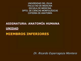 ASIGNATURA: ANATOMÍA HUMANA
UNIDAD
MIEMBROS INFERIORES
UNIVERSIDAD DEL ZULIA
FACULTAD DE MEDICINA
ESCUELA DE MEDICINA
DPTO. DE CIENCIAS MORFOLÓGICAS
CÁTEDRA DE ANATOMÍA
Dr. Ricardo Esparragoza Montero
 