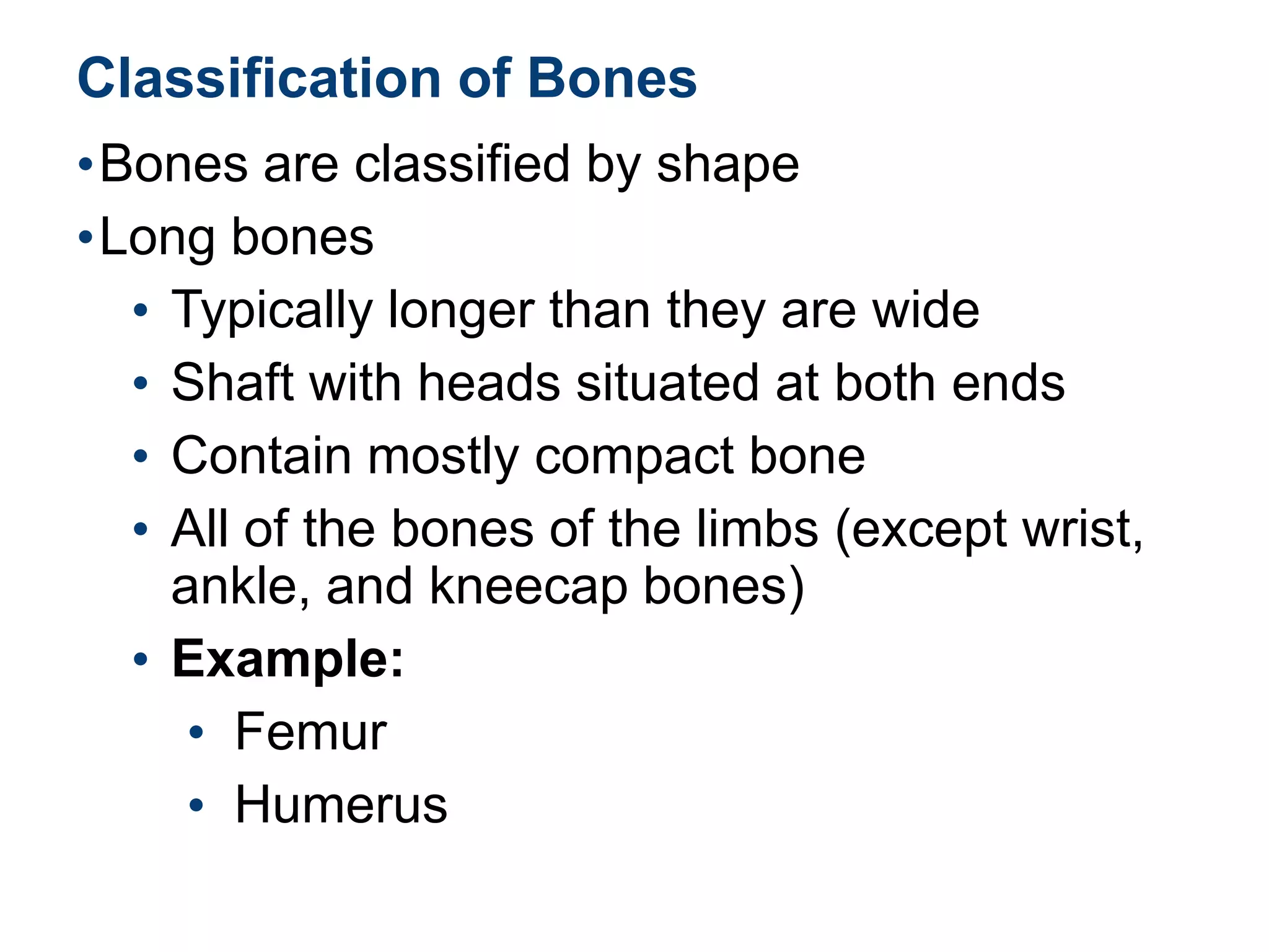 Classification of Bones
•Bones are classified by shape
•Long bones
• Typically longer than they are wide
• Shaft with heads situated at both ends
• Contain mostly compact bone
• All of the bones of the limbs (except wrist,
ankle, and kneecap bones)
• Example:
• Femur
• Humerus
 