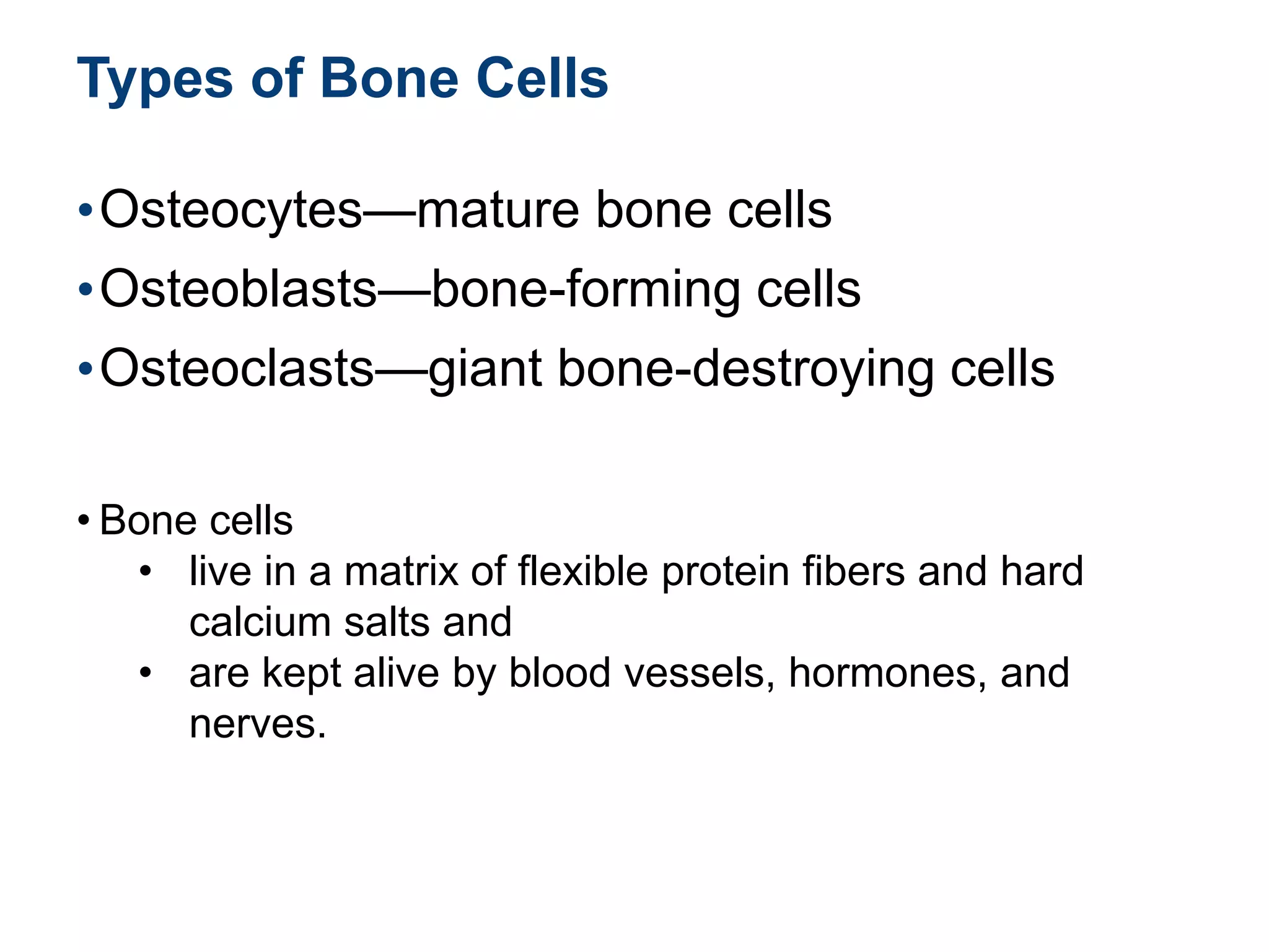Types of Bone Cells
•Osteocytes—mature bone cells
•Osteoblasts—bone-forming cells
•Osteoclasts—giant bone-destroying cells
• Bone cells
• live in a matrix of flexible protein fibers and hard
calcium salts and
• are kept alive by blood vessels, hormones, and
nerves.
 