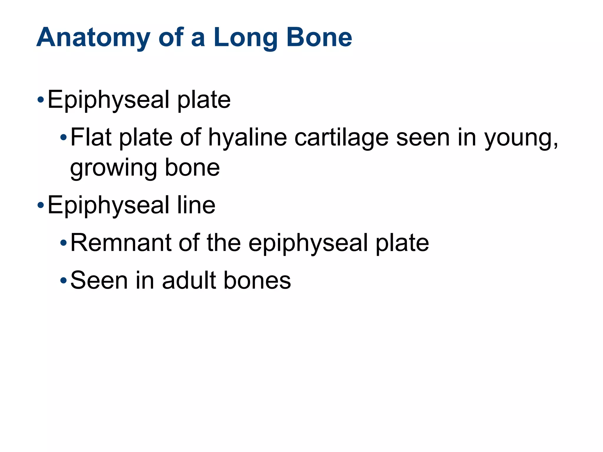 Anatomy of a Long Bone
•Epiphyseal plate
•Flat plate of hyaline cartilage seen in young,
growing bone
•Epiphyseal line
•Remnant of the epiphyseal plate
•Seen in adult bones
 