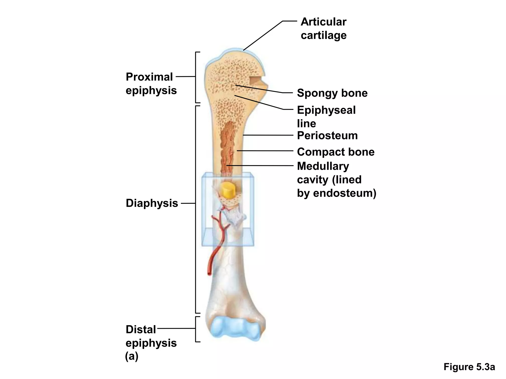 Figure 5.3a
Distal
epiphysis
Diaphysis
Proximal
epiphysis
Articular
cartilage
Spongy bone
Epiphyseal
line
Periosteum
Compact bone
Medullary
cavity (lined
by endosteum)
(a)
 