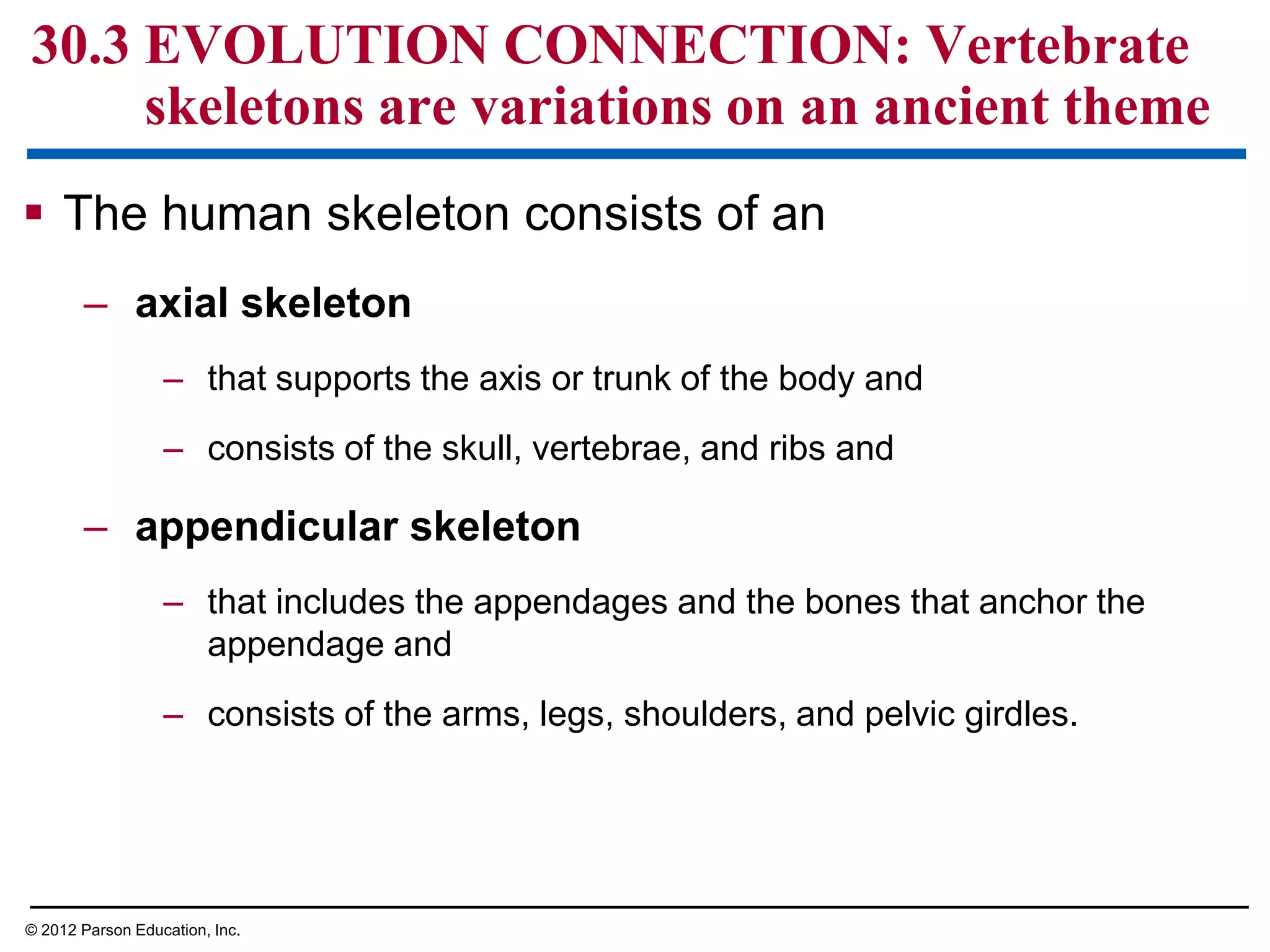  The human skeleton consists of an
– axial skeleton
– that supports the axis or trunk of the body and
– consists of the skull, vertebrae, and ribs and
– appendicular skeleton
– that includes the appendages and the bones that anchor the
appendage and
– consists of the arms, legs, shoulders, and pelvic girdles.
30.3 EVOLUTION CONNECTION: Vertebrate
skeletons are variations on an ancient theme
© 2012 Parson Education, Inc.
 