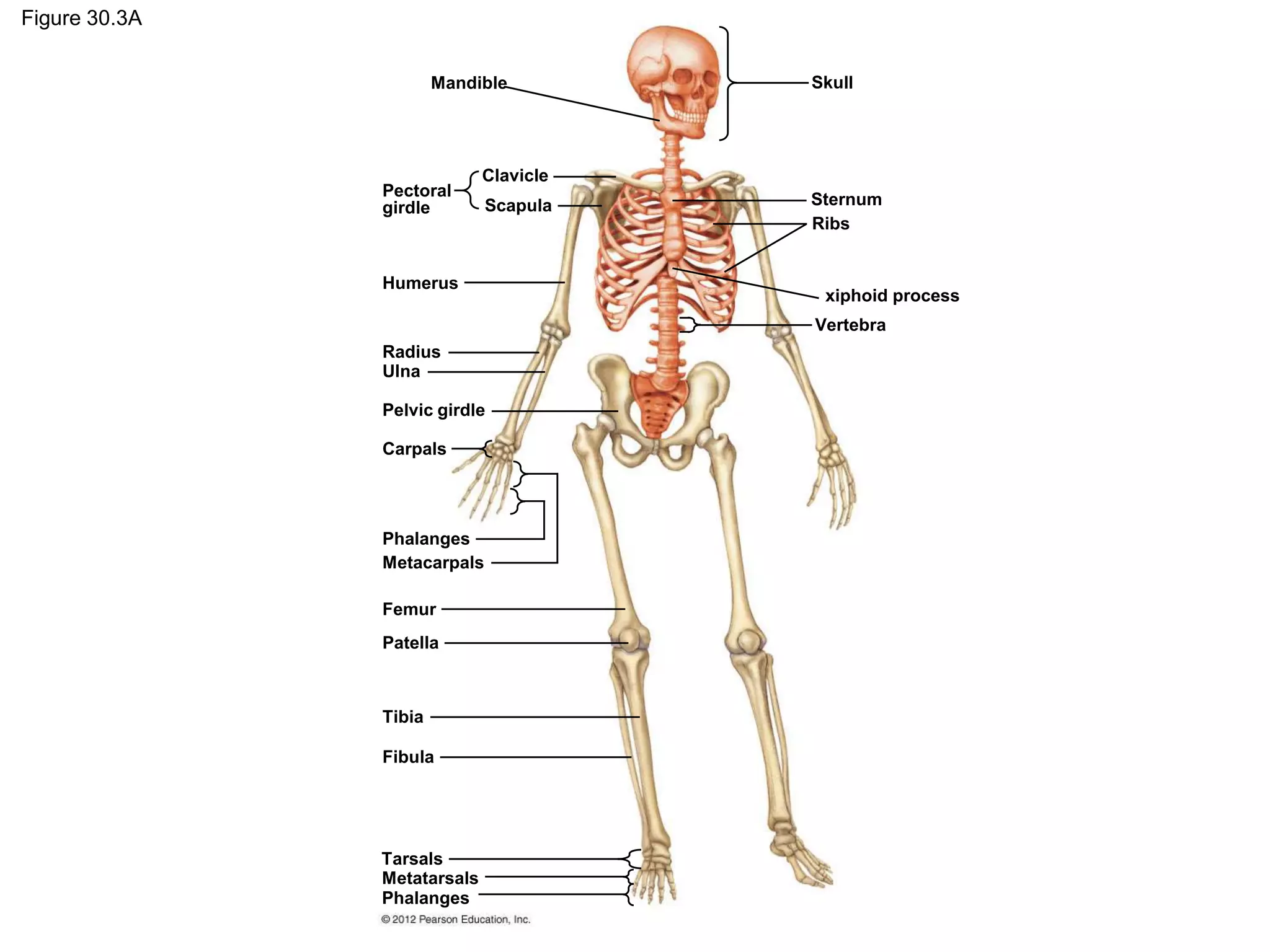 Figure 30.3A
Skull
Sternum
Ribs
Vertebra
Clavicle
Scapula
Pectoral
girdle
Humerus
Radius
Ulna
Pelvic girdle
Carpals
Phalanges
Metacarpals
Femur
Patella
Tibia
Fibula
Tarsals
Metatarsals
Phalanges
Mandible
xiphoid process
 