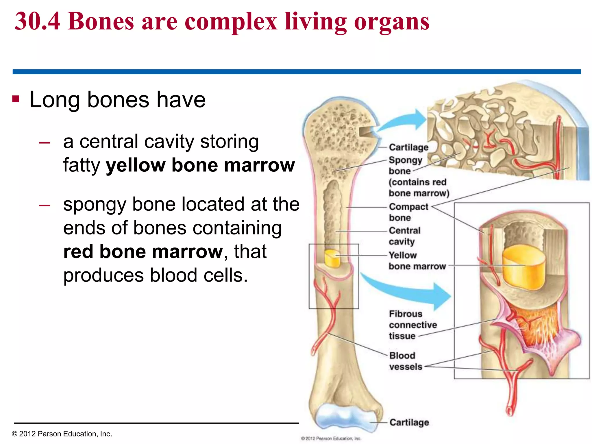  Long bones have
– a central cavity storing
fatty yellow bone marrow
– spongy bone located at the
ends of bones containing
red bone marrow, that
produces blood cells.
30.4 Bones are complex living organs
© 2012 Parson Education, Inc.
 