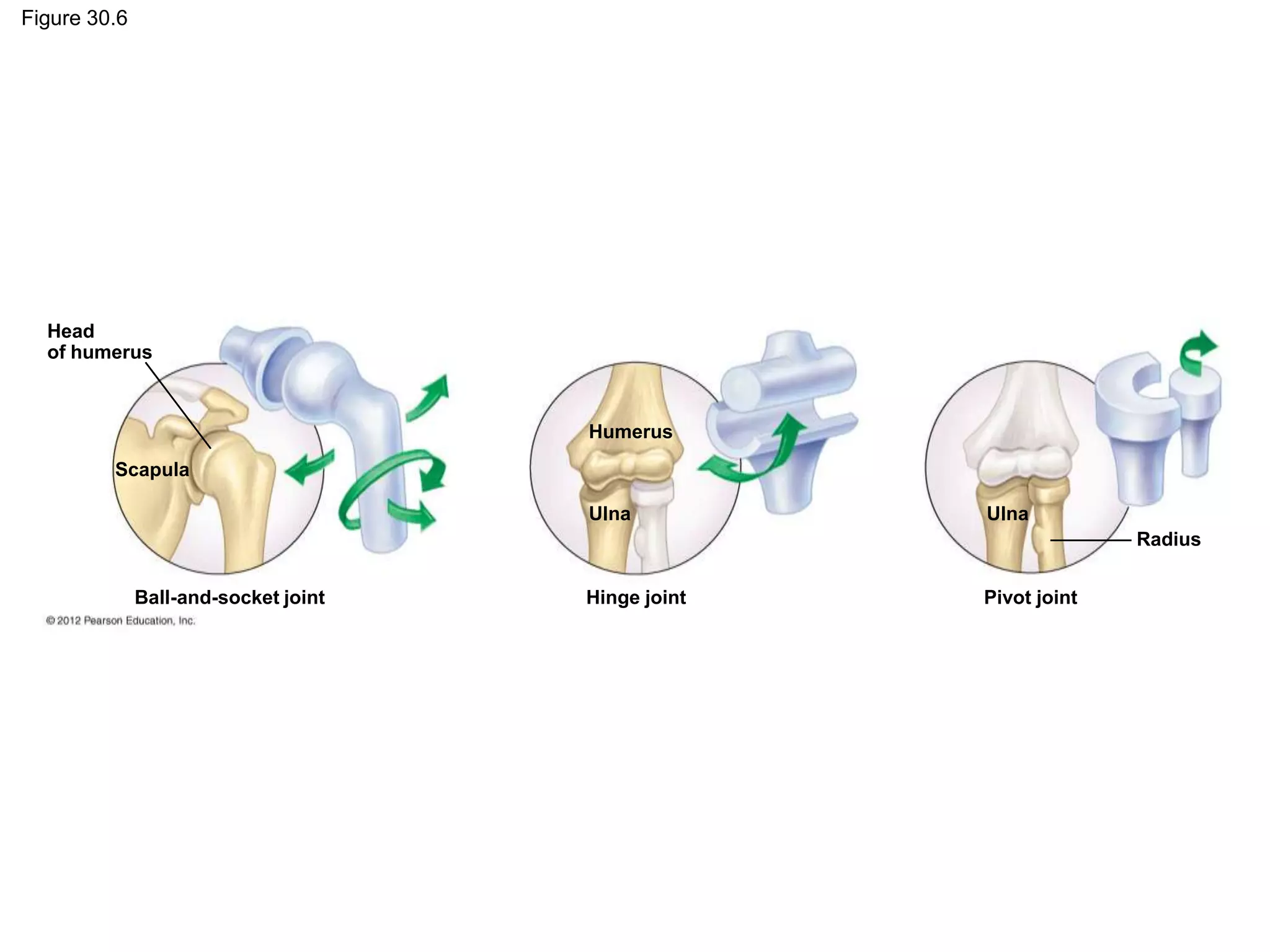 Figure 30.6
Head
of humerus
Humerus
Scapula
Ulna
Ball-and-socket joint Hinge joint
Ulna
Pivot joint
Radius
 