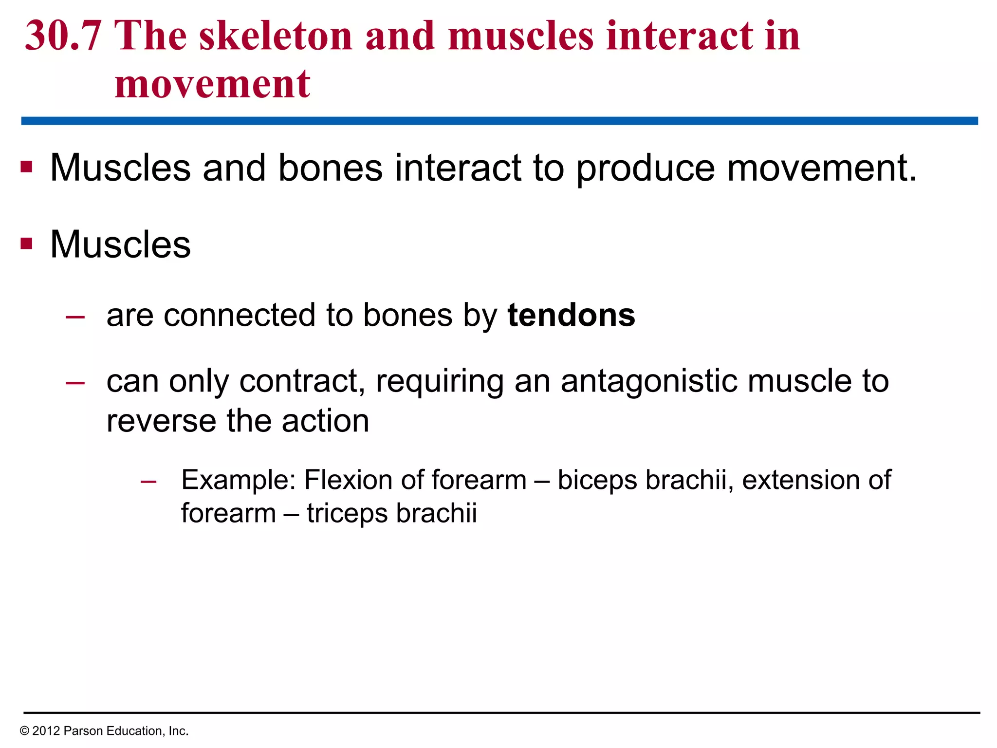  Muscles and bones interact to produce movement.
 Muscles
– are connected to bones by tendons
– can only contract, requiring an antagonistic muscle to
reverse the action
– Example: Flexion of forearm – biceps brachii, extension of
forearm – triceps brachii
30.7 The skeleton and muscles interact in
movement
© 2012 Parson Education, Inc.
 