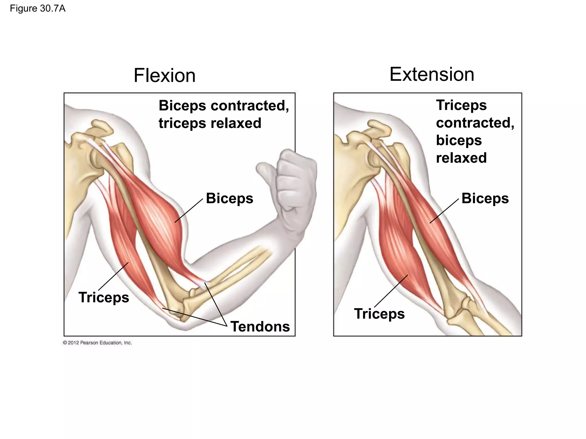 Figure 30.7A
Biceps contracted,
triceps relaxed
Biceps
Triceps
Tendons
Triceps
Biceps
Triceps
contracted,
biceps
relaxed
Flexion Extension
 