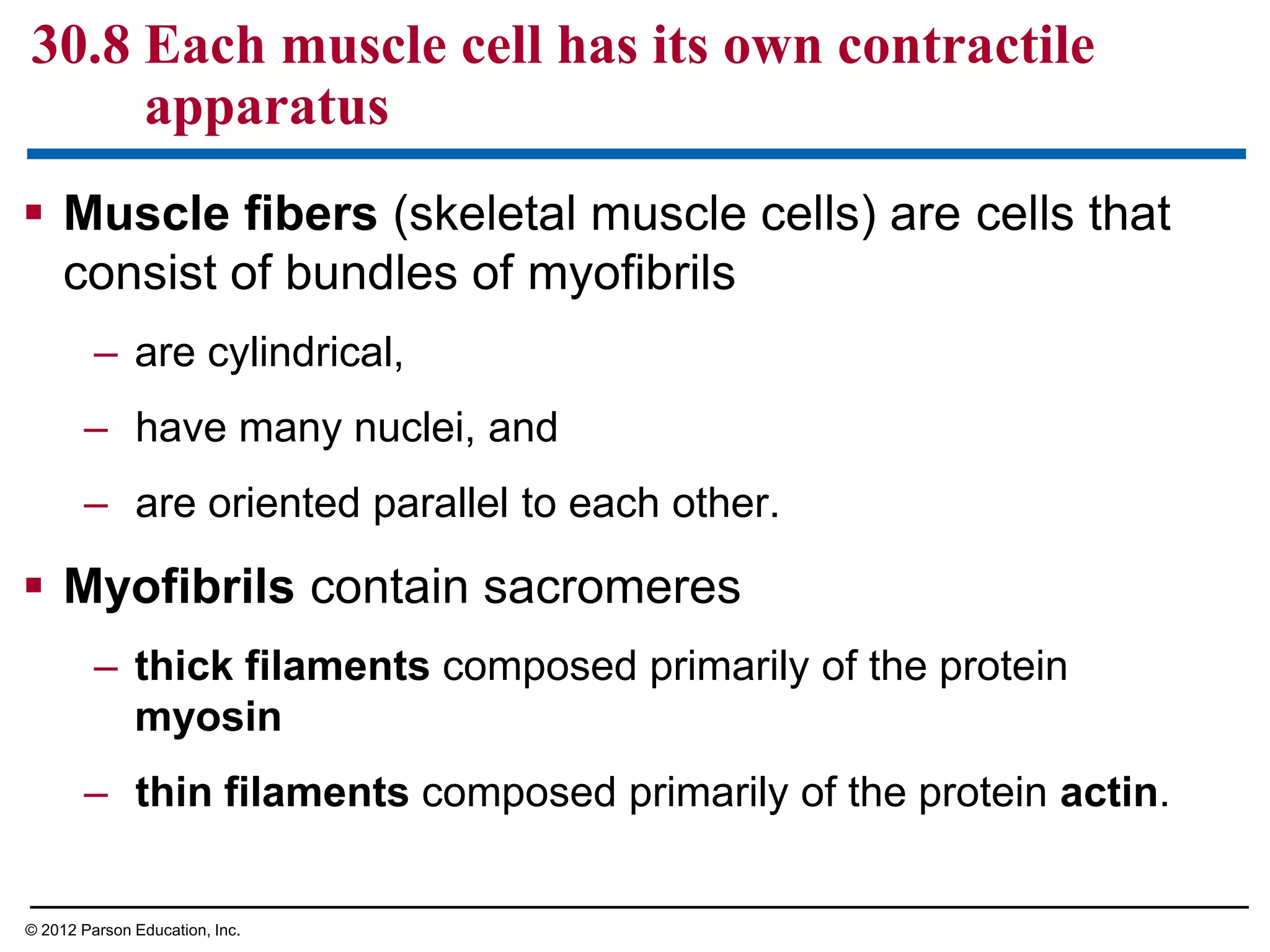  Muscle fibers (skeletal muscle cells) are cells that
consist of bundles of myofibrils
– are cylindrical,
– have many nuclei, and
– are oriented parallel to each other.
 Myofibrils contain sacromeres
– thick filaments composed primarily of the protein
myosin
– thin filaments composed primarily of the protein actin.
30.8 Each muscle cell has its own contractile
apparatus
© 2012 Parson Education, Inc.
 