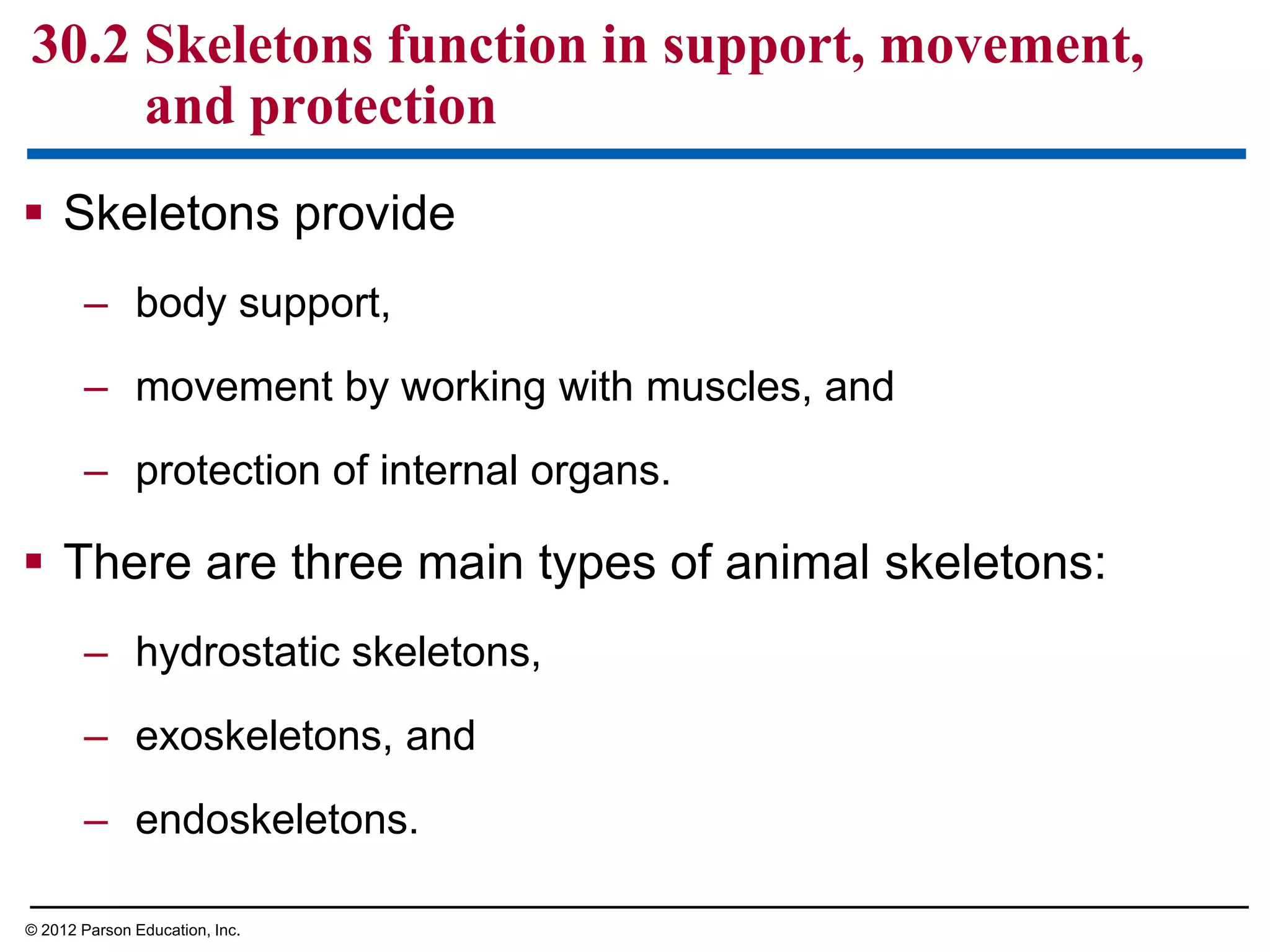  Skeletons provide
– body support,
– movement by working with muscles, and
– protection of internal organs.
 There are three main types of animal skeletons:
– hydrostatic skeletons,
– exoskeletons, and
– endoskeletons.
30.2 Skeletons function in support, movement,
and protection
© 2012 Parson Education, Inc.
 