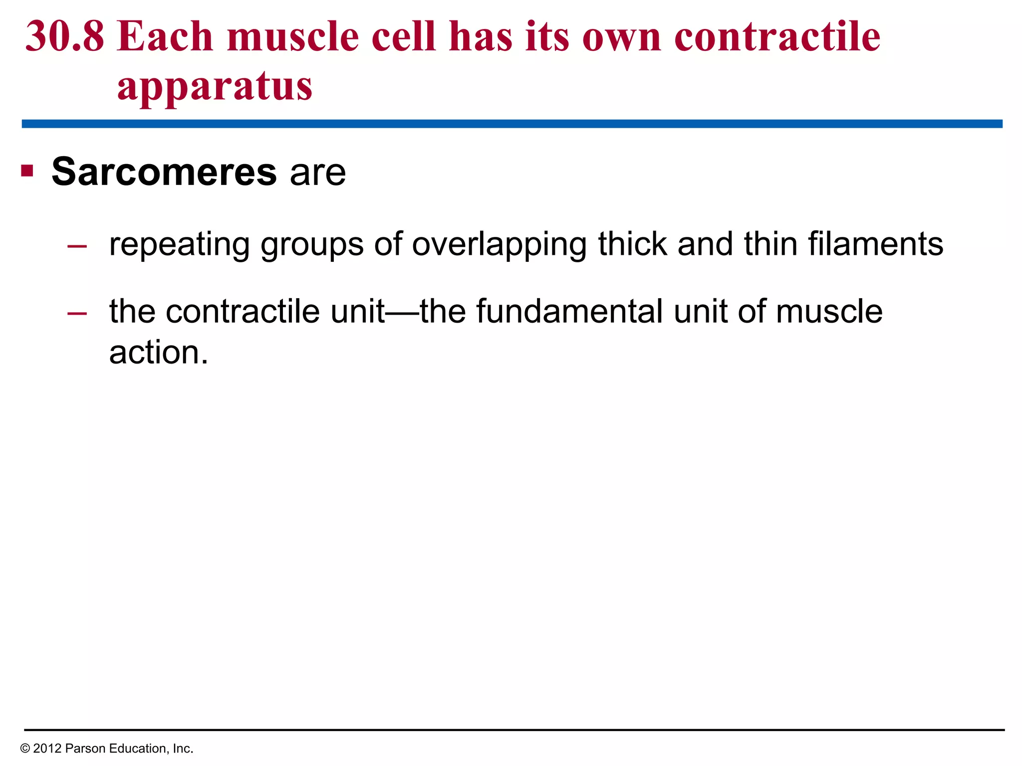  Sarcomeres are
– repeating groups of overlapping thick and thin filaments
– the contractile unit—the fundamental unit of muscle
action.
30.8 Each muscle cell has its own contractile
apparatus
© 2012 Parson Education, Inc.
 