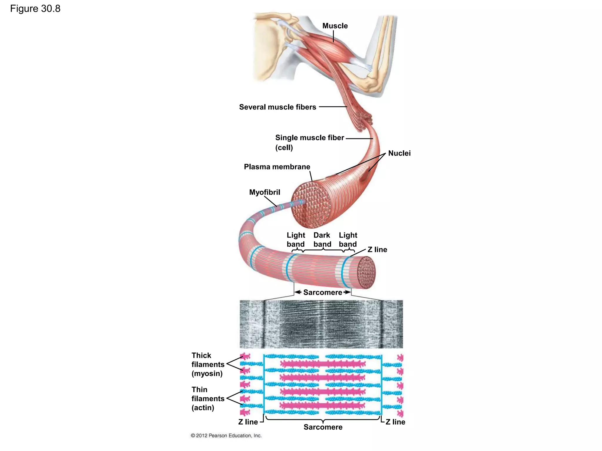 Figure 30.8
Muscle
Several muscle fibers
Single muscle fiber
(cell)
Plasma membrane
Nuclei
Myofibril
Light
band
Dark
band
Light
band
Z line
Sarcomere
Sarcomere
Z lineZ line
Thick
filaments
(myosin)
Thin
filaments
(actin)
 