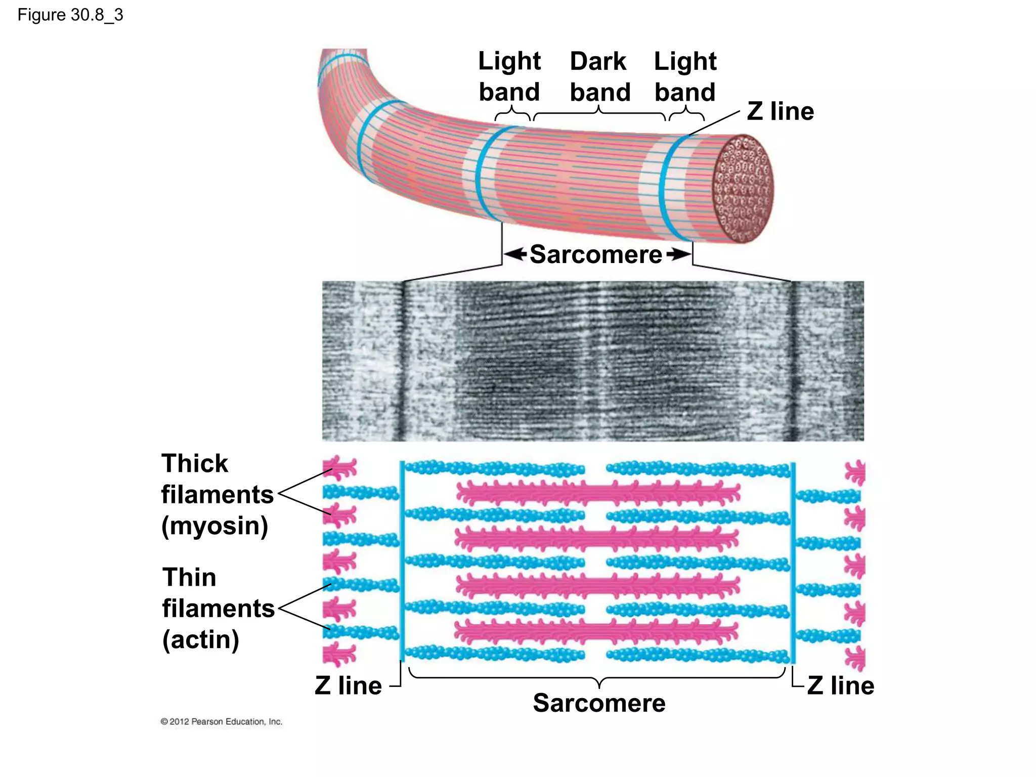Figure 30.8_3
Sarcomere
Z lineZ line
Thick
filaments
(myosin)
Thin
filaments
(actin)
Light
band
Dark
band
Light
band
Z line
Sarcomere
 