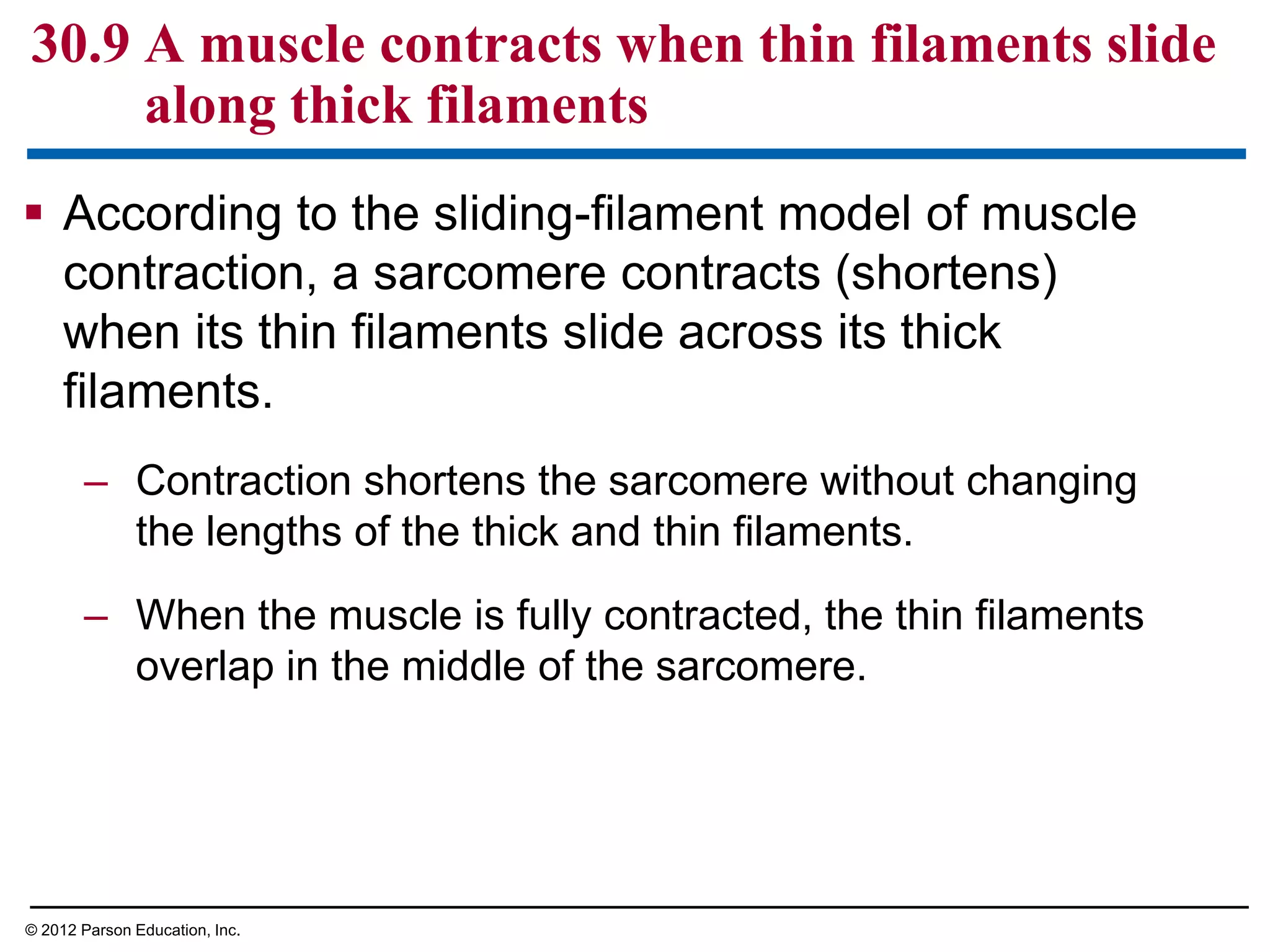  According to the sliding-filament model of muscle
contraction, a sarcomere contracts (shortens)
when its thin filaments slide across its thick
filaments.
– Contraction shortens the sarcomere without changing
the lengths of the thick and thin filaments.
– When the muscle is fully contracted, the thin filaments
overlap in the middle of the sarcomere.
30.9 A muscle contracts when thin filaments slide
along thick filaments
© 2012 Parson Education, Inc.
 