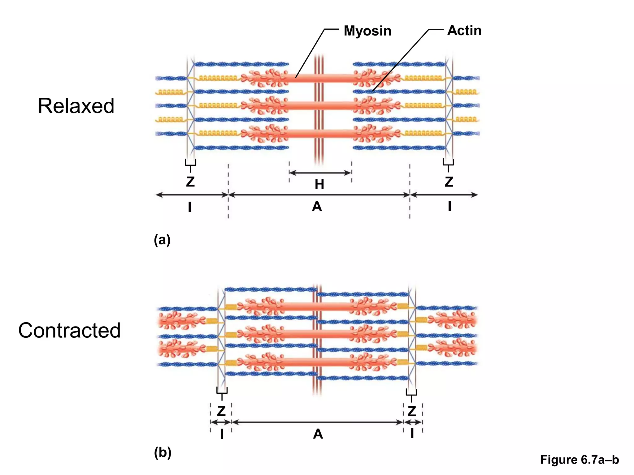 Figure 6.7a–b
Myosin Actin
Z H
I
Z
A I
(a)
(b)
Z
I A I
Z
Relaxed
Contracted
 